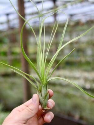 sale: 35% off tillandsia balbisiana air plants [5, 10, or 15 pack]
