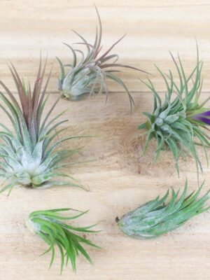 sale: 30% off tillandsia ionantha collection air plants [5, 10, 15 or 20]