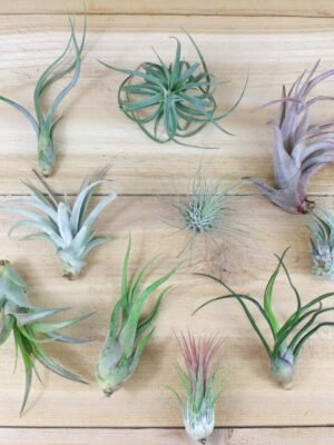 sale: 25% off 10 pack grab bag of medium and small tillandsia air plants