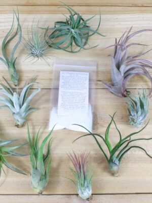 sale: 25% off grab bag of tillandsia air plants & fertilizer packet [10 pack]