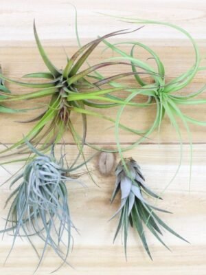 collector's choice collection of 10 specialty variety tillandsia