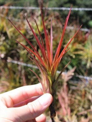 sale: 30% off tillandsia melanocrater tricolor air plants [5, 10, or 15 pack]