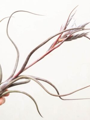 sale: 35% off tillandsia baileyi air plants [5, 10, or 15 pack]