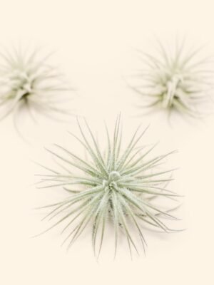 3 small tillandsia tectorum ecuador air plants for $14
