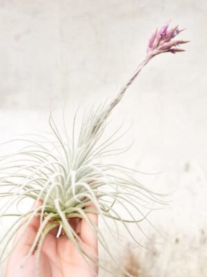 sale: 25% off jumbo xxl tillandsia tectorum ecuador air plant collector's variety [3, 6 or 9]