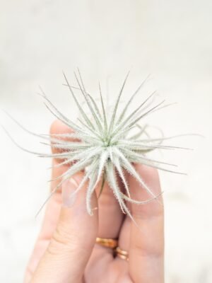 sale: 25% off tillandsia tectorum ecuador air plants [3 or 6 pack]